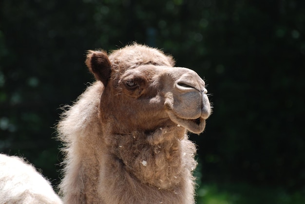 Camello dromedario con una cara muy dulce.