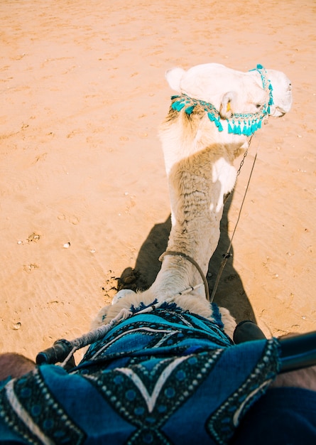 Camello en paisaje de desierto en marruecos