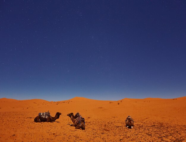 Los camellos duermen bajo el cielo estrellado en el desierto del sahara