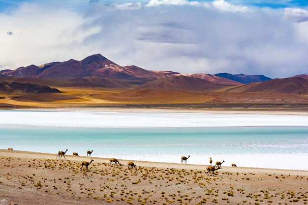 Camellos pastando en las orillas de la laguna Tuyajto en América del Sur