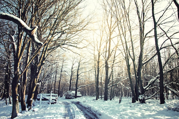 Camino y árboles cubiertos de nieve