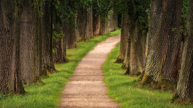 Camino de árboles durante el día.