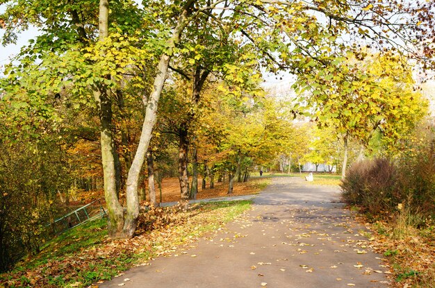 Camino bajo los árboles en otoño en un parque