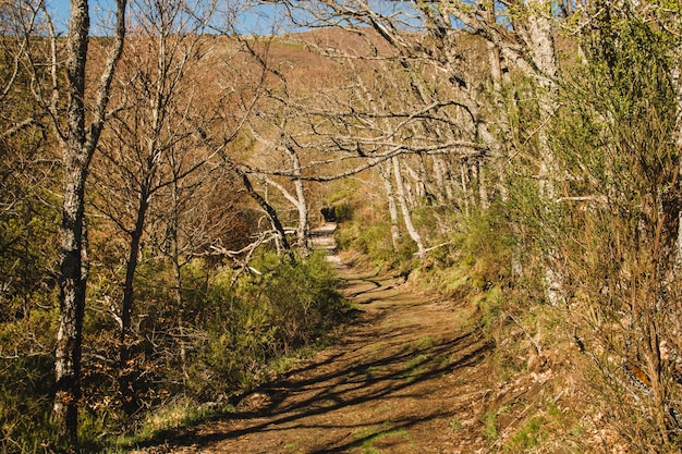 Foto gratuita camino y arboles pequeños