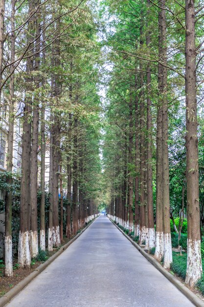 camino con árboles