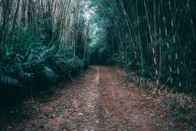 Camino de bambú