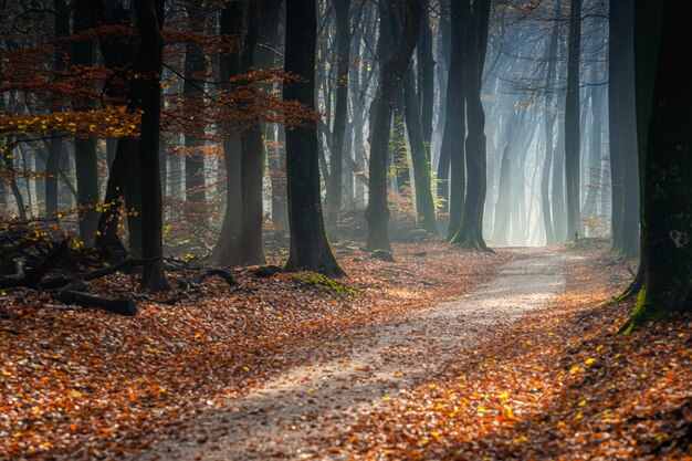 Camino en un bosque cubierto de árboles y hojas bajo la luz del sol en otoño