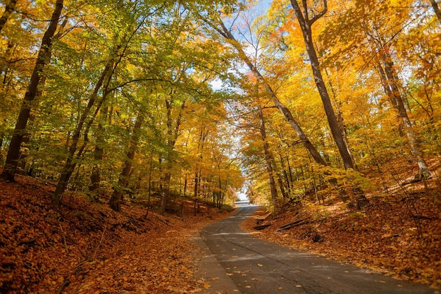 Foto gratuita camino en un bosque cubierto de árboles bajo la luz del sol en otoño