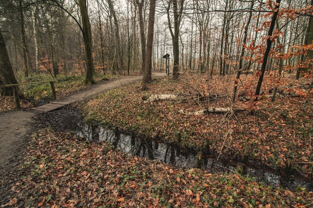 Camino en un bosque cubierto de árboles en otoño