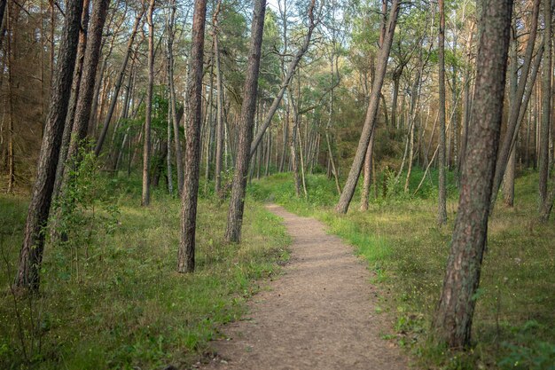 Camino en un bosque cubierto de hierba y árboles bajo la luz del sol durante el día