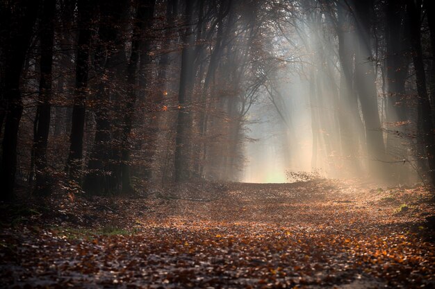 Camino en un bosque cubierto de hojas rodeado de árboles bajo la luz del sol en otoño