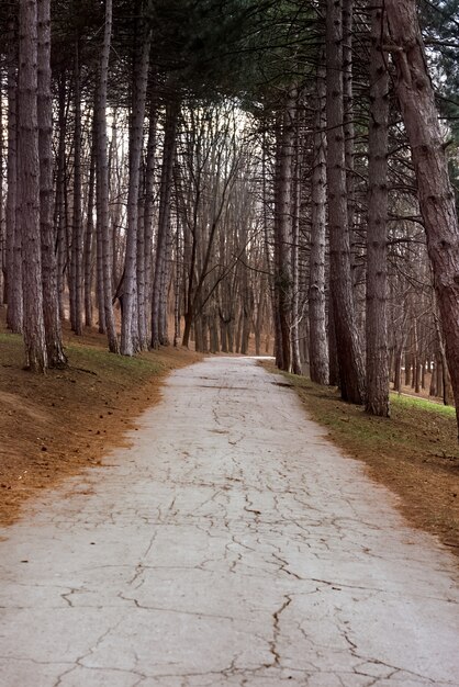 Camino en un bosque de finales de invierno