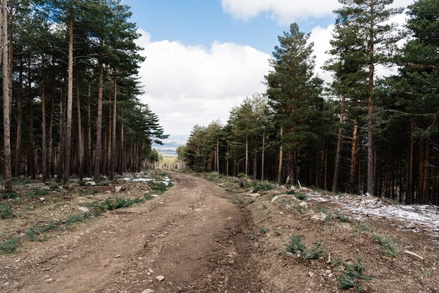 Camino en un bosque de pinos durante el día.