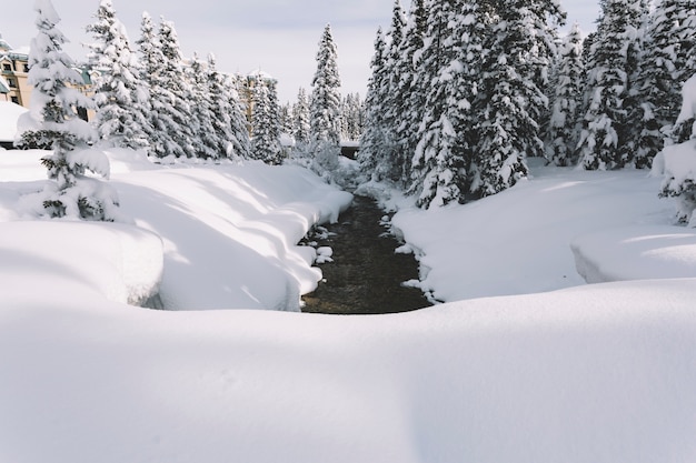 Camino en el bosque de pinos nevados