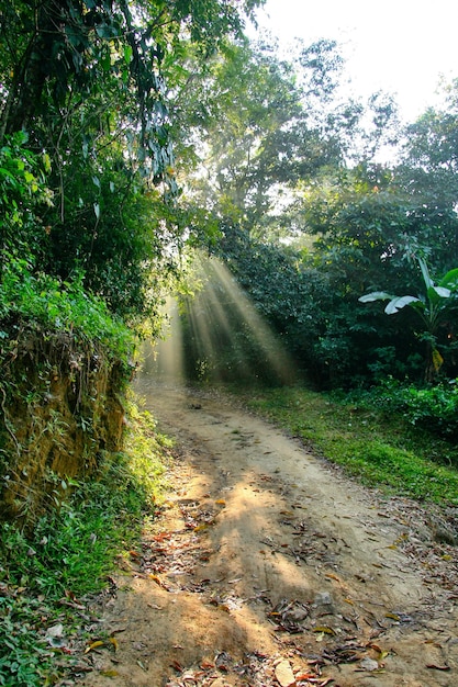 Camino en el bosque con rayos de sol filtrándose a través de los árboles