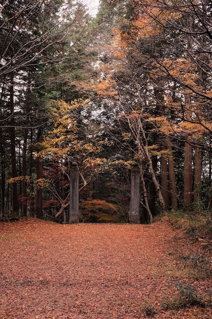 Camino en un bosque rodeado de árboles cubiertos de hojas coloridas en otoño