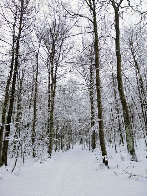 Camino en un bosque rodeado de árboles cubiertos de nieve en Larvik en Noruega