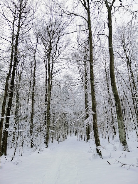 Camino en un bosque rodeado de árboles cubiertos de nieve en Larvik en Noruega