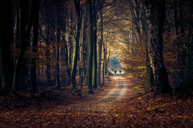 Camino en un bosque rodeado de árboles y hojas bajo la luz del sol