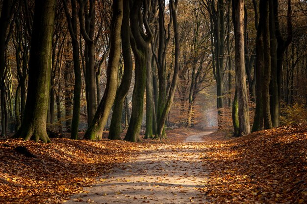 Camino en un bosque rodeado de árboles y hojas durante el otoño