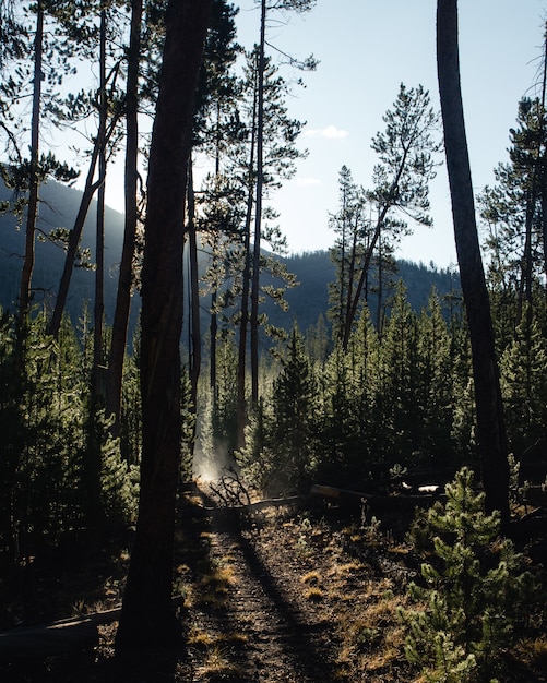 Camino en un bosque rodeado de árboles bajo la luz del sol con montañas