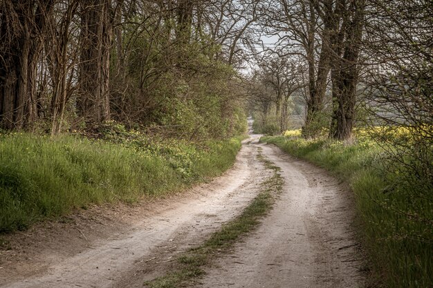 Camino en un bosque rodeado de hermosa vegetación