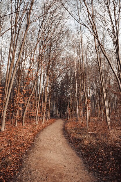 Camino en un bosque rodeado de hojas y árboles bajo un cielo nublado