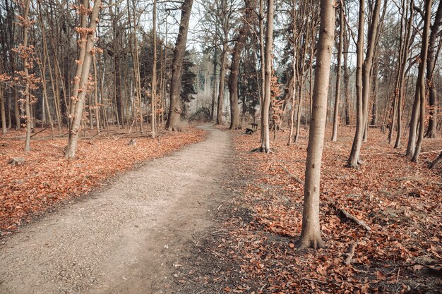 Camino en un bosque rodeado de hojas y árboles bajo un cielo nublado