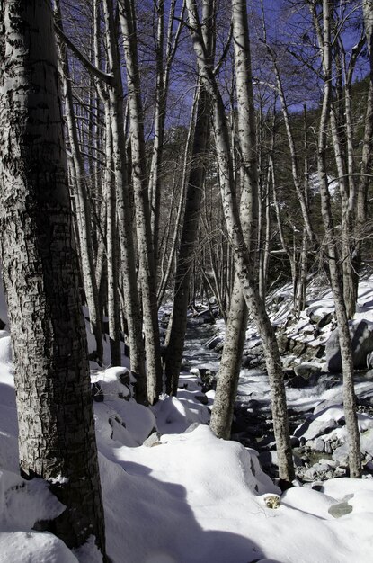 Camino en un bosque rodeado de piedras y árboles cubiertos de nieve bajo un cielo azul