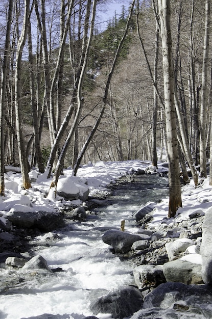 Camino en un bosque rodeado de piedras y árboles cubiertos de nieve durante el día