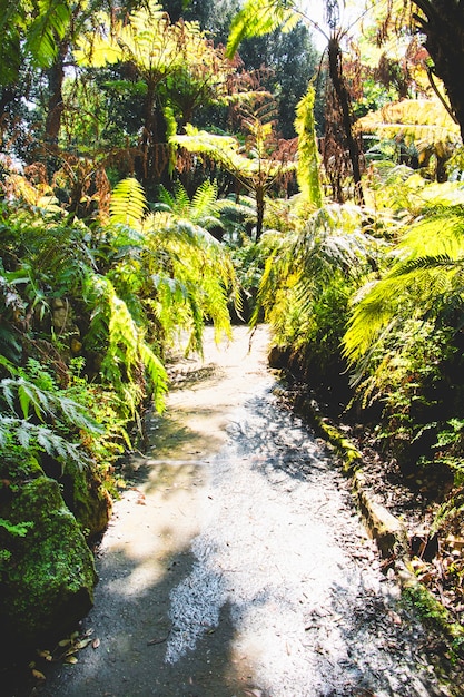 Camino del bosque rodeado de verdes