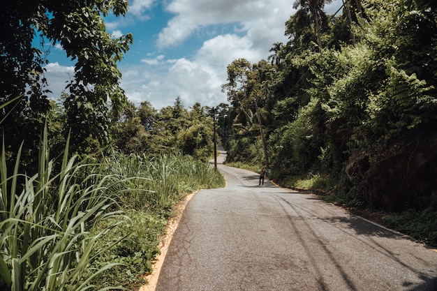 Camino con el bosque tropical en Brasil