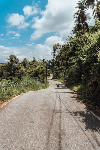 Camino con el bosque tropical en Brasil