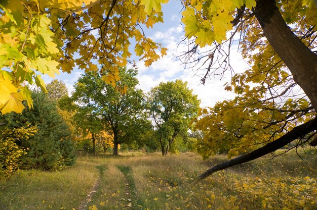 Camino en el bosque