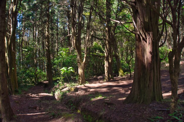 camino en el bosque