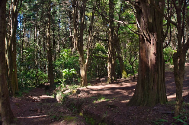 camino en el bosque