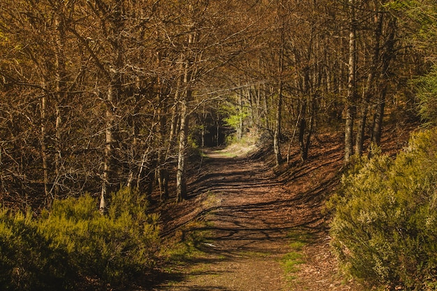 Camino en bosque