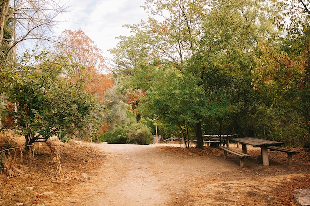 Camino en bosque