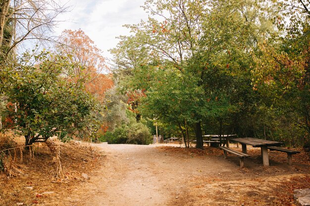 Camino en bosque