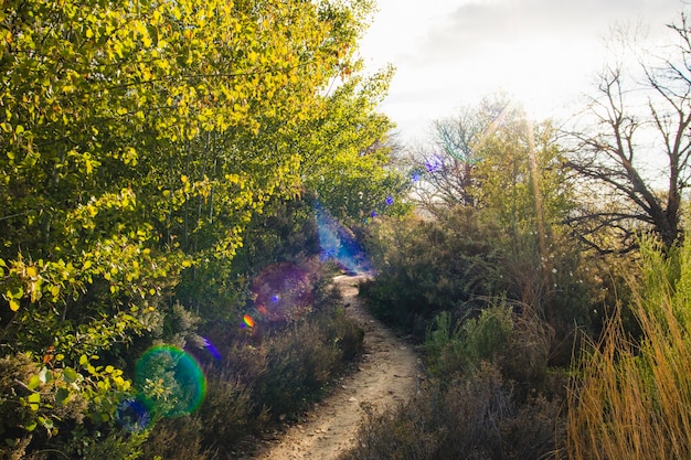 Camino en el campo con efecto de destello de lente