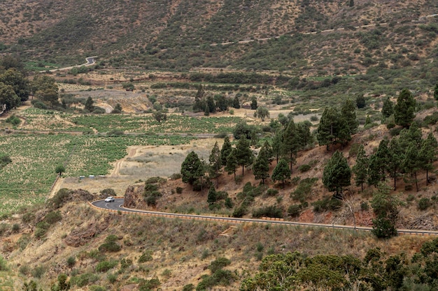 Camino de la colina con árboles raros