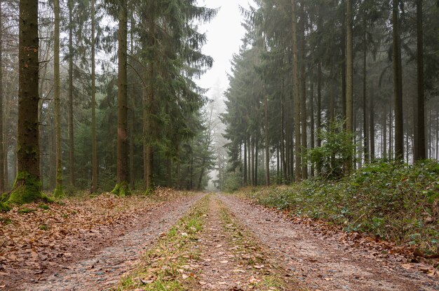 Camino cubierto de hojas en medio de un bosque con árboles verdes