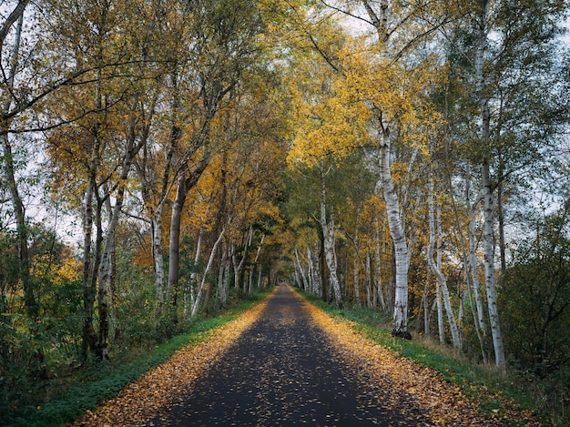 Foto gratuita camino cubierto de hojas secas rodeado de árboles durante el día en otoño