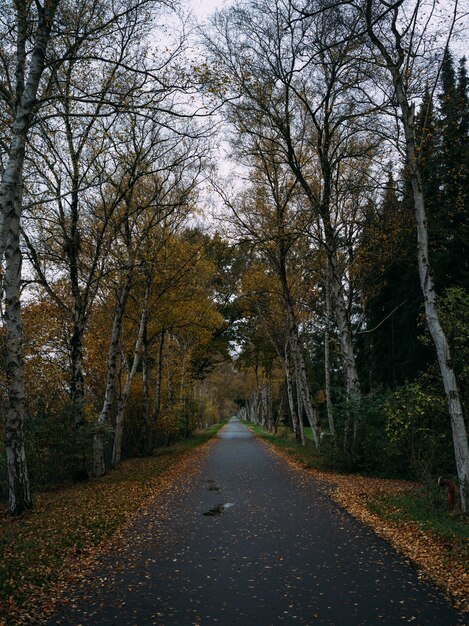 Camino cubierto de hojas secas rodeado de árboles en otoño