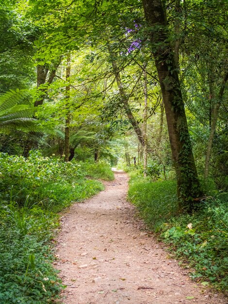 Camino bajo un dosel de árboles forestales rodeado de pastos y árboles en la Serra do Bucaco, Portugal