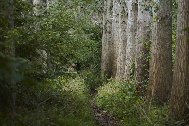 Camino estrecho en medio de árboles y plantas verdes en la jungla