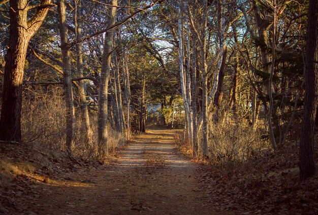 Camino estrecho que atraviesa un bosque con grandes árboles a ambos lados en un día soleado