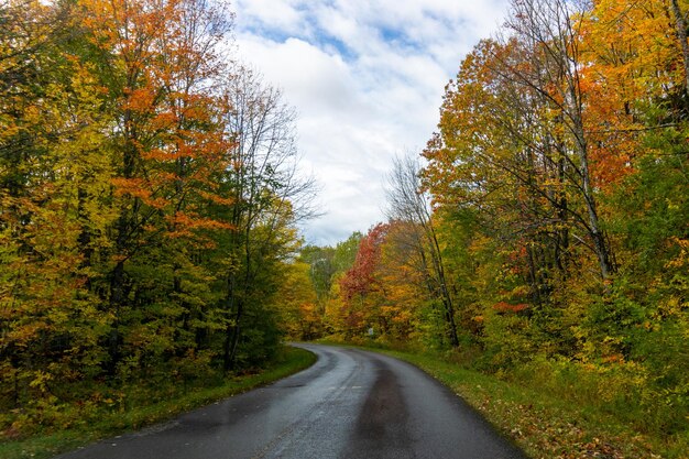 Camino estrecho rodeado por un bosque cubierto de plantas amarillas bajo un cielo nublado en otoño