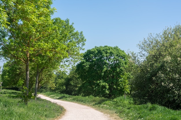 Camino estrecho rodeado por un montón de árboles verdes en un parque bajo un cielo azul