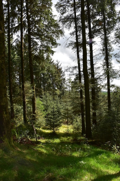 Camino estrecho a través de un bosque arbolado lleno de árboles